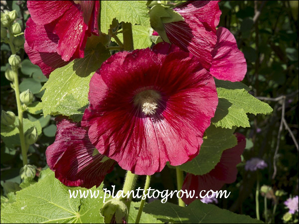 Large, single red flowers.